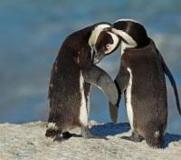 South African Penguins